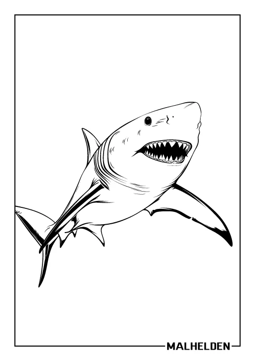 Haie Ausmalbilder | kostenlose PDF Malvorlagen